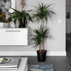 Белый плинтус в интерьере