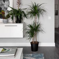 Белый плинтус в интерьере